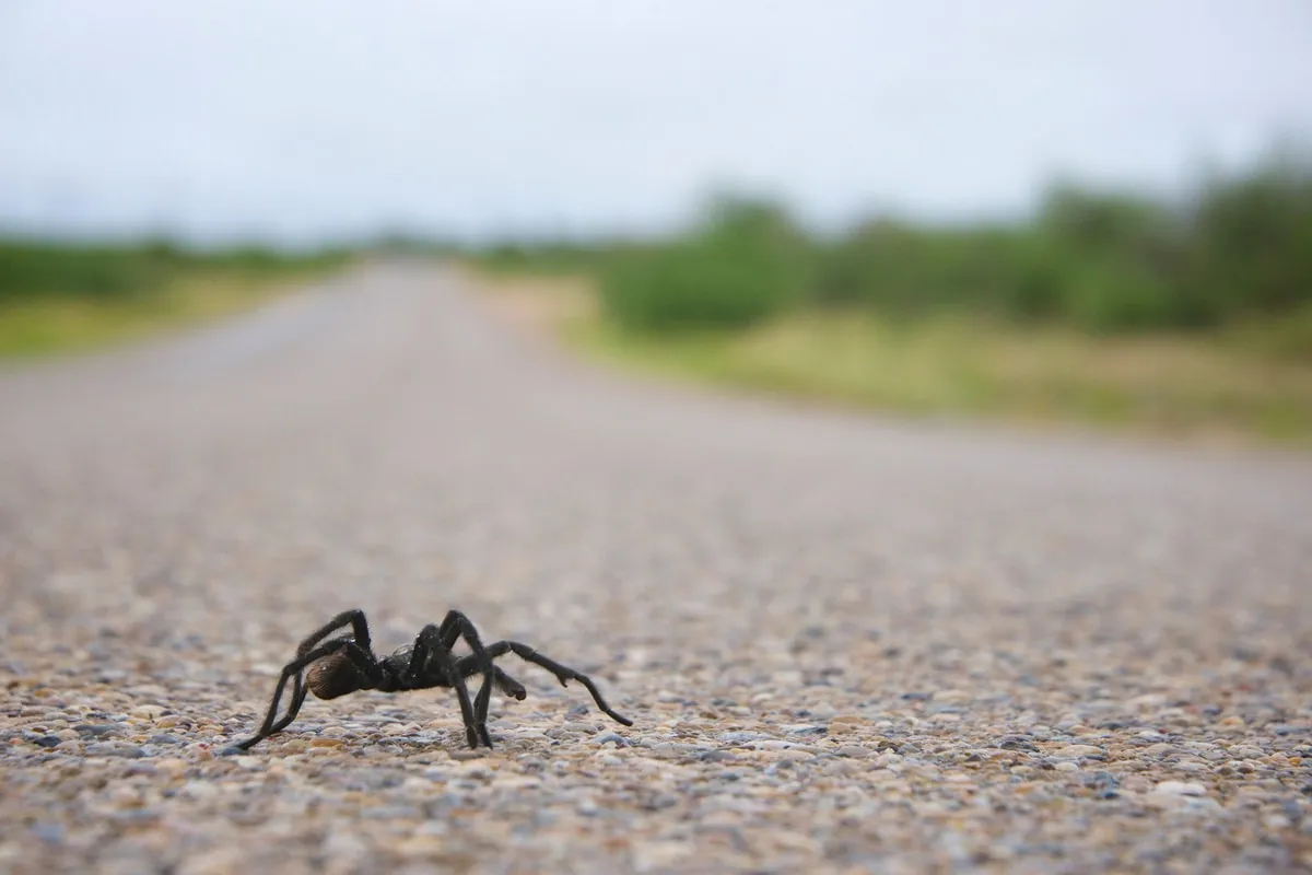 24447 colorado tarantula spider size